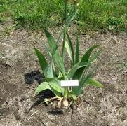 Iris germanica Copper Bubble Bath