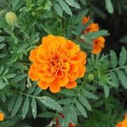 Tagetes patula Bonanza Deep Orange