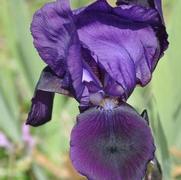 Iris germanica Eleanor Roosevelt