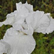 Iris germanica Greenbriar Pinnacle