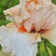 Iris germanica Guilt Free Sample