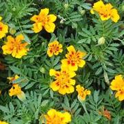 Tagetes patula Disco series