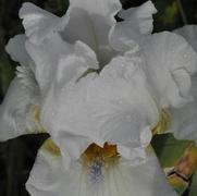 Iris germanica Lacy Snowflake