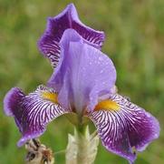 Iris germanica Missus Bee