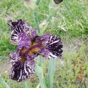 Iris germanica Peggy Anne