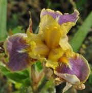 Iris germanica Sari's Dance