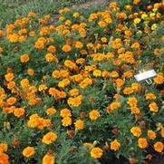 Tagetes patula Hero series