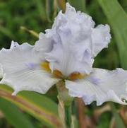 Iris germanica Sharper Image