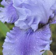 Iris germanica Solo Flight