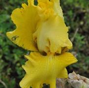 Iris germanica Spectral Challenge