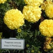 Tagetes erecta Inca II Primrose