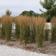 Calamagrostis x acutiflora Karl Foerster