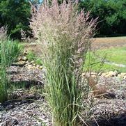 Calamagrostis x acutiflora Overdam