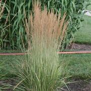 Calamagrostis x acutiflora Avalanche