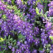 Angelonia Angelmist Spreading Purple Improved