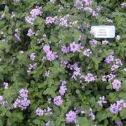 Lantana montevidensis Trailing Lavender