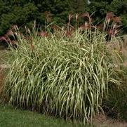 Miscanthus sinensis var. condensatus Cabaret