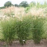 Miscanthus sinensis Graziella