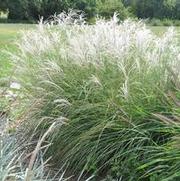 Miscanthus sinensis Little Kitten