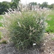 Miscanthus sinensis Little Zebra