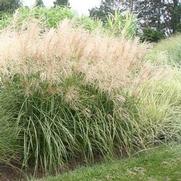 Miscanthus sinensis Malepartus