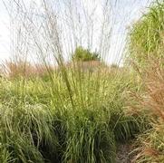 Molinia caerulea ssp. arundinacea Skyracer