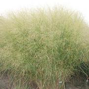 Panicum virgatum Cloud Nine