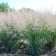 Panicum virgatum Dallas Blues