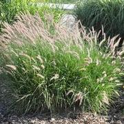 Pennisetum orientale Karley Rose