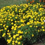 Tagetes patula Little Hero series