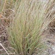 Schizachyrium scoparium 