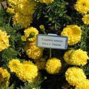 Tagetes erecta Inca II Yellow