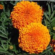 Tagetes erecta Moonsong Deep Orange