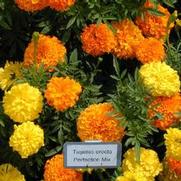 Tagetes erecta Perfection Mix