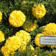 Tagetes erecta Perfection Yellow