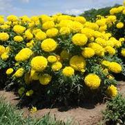 Tagetes erecta Taishan® series