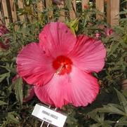 Hibiscus Anne Arundel