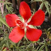 Hibiscus coccineus 