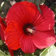 Hibiscus Fireball