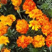 Tagetes patula Safari series