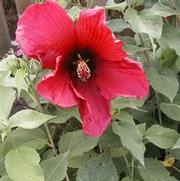 Hibiscus moscheutos Giant Maroon