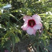 Hibiscus Lady Baltimore