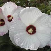 Hibiscus Matterhorn