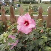 Hibiscus Sweet Caroline