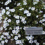 Nierembergia scoparia Mont Blanc