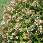 Abelia x grandiflora Rose Creek