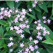 Pentas lanceolata Northern Lights Lavender