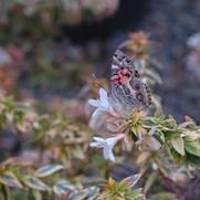 Abelia x grandiflora Kaleidoscope