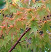 Acer palmatum Sango Kaku