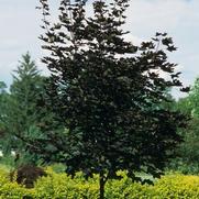 Acer platanoides Crimson King